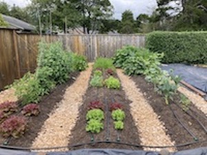 Garden of owner of NCWW